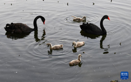 @48ڝ(j)ϴĔzĺZBcrBAӛ L z