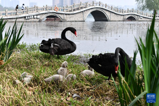 @48ڝ(j)ϴĔzĺZBcrBAӛ L z