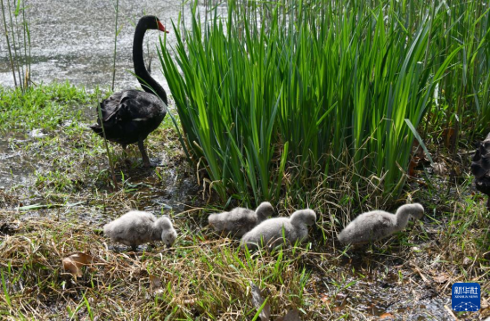 @48ڝ(j)ϴĔzĺZBcrBAӛ L z