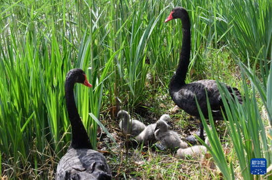 @48ڝ(j)ϴĔzĺZBcrBAӛ L z