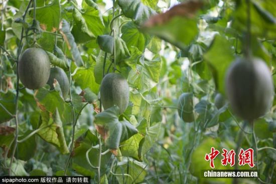 924գɽ|IλڞI(yng)ſh(yng)ֵF(xin)r(nng)I(y)a(chn)I(y)@(ni)Ĺܹӭ(li)ի@r(nng)ץr(nng)r(sh)_(ki)չr(nng)g^һɷæZ z