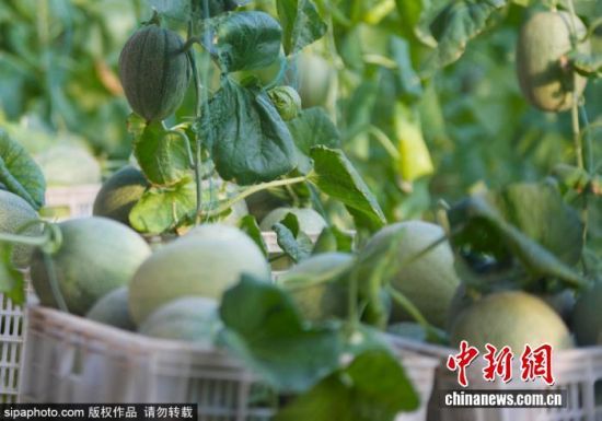 924ɽ|IλڞI(yng)ſh(yng)ֵF(xin)r(nng)I(y)a(chn)I(y)@(ni)Ĺܹӭ(li)ի@r(nng)ץr(nng)r(sh)_(ki)չr(nng)g^һɷæZ z