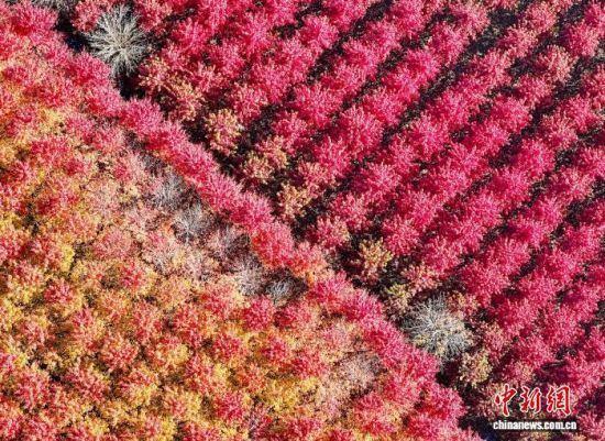 111գɽ|ʡuRǧtֱMȾD鮔(dng)?sh)ǧt(o˙C(j)Ƭ)M(jn) z