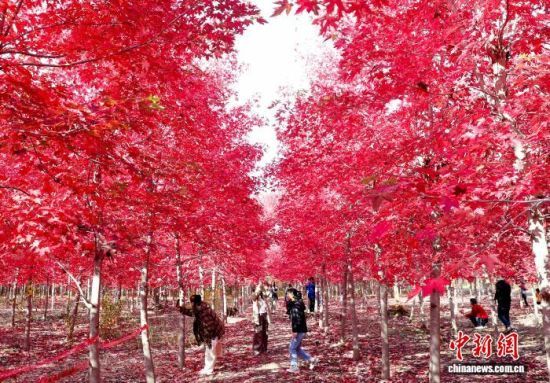 111ɽ|ʡuRǧtֱMȾDοڼtM(jn) z