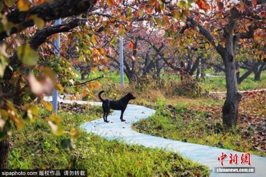 λڞIſhꖽֵȵİ@^˪ϴY~ӳʬFtɫꖹӳrɫԊ箋D/Sipaphoto