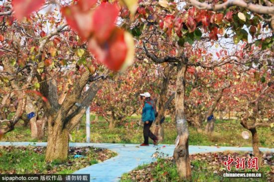 λڞIſhꖽֵȵİ@^˪ϴY~ӳʬFtɫꖹӳrɫԊ箋D/Sipaphoto