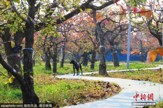 գλڞIſhꖽֵȵİ@^˪ϴY~ӳʬFtɫꖹӳrɫԊ箋D/Sipaphoto