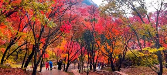 ʮ£ʯTɽt~M(jn)^p^(q)D