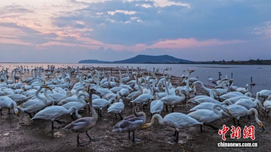 ˪r(ji)ɽ|sɴZҼȻo(h)^(q)ӭwԽġѡȺY(ji)꠵ĴZwZ_Խ֮ã`ӵӰcӳȤɞBw·ϳMC(j)B(ti)L(fng)o˙C(j)Ƭž z