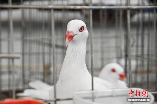 �ʝ���۲�ǿh�R��(zh��n)С�ʹ��B(y��ng)ֳ���(n��i)��һֻֻ���Ӿ��񶶔\��۲�ǿhί���������D