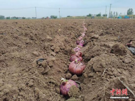 �ڌ�ꖽ�(j��ng)��(j��)�_�l(f��)�^(q��)��ʯ������[�ƷN��r(n��ng)�����������[�ƷN�N������ꖿhί���������D