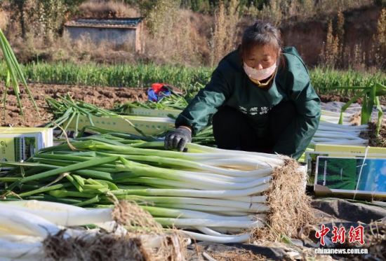 11��19����ɽ�|������[�r(n��ng)�����g���^�����ի@�Ĵ��[�����b������������ӛ�� �w�� �z