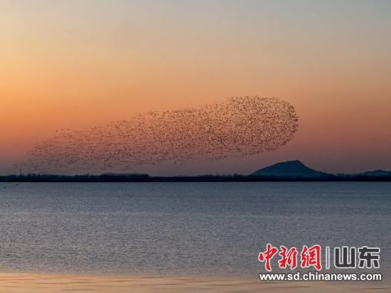 圖為濰坊峽山湖鳥浪奇觀(攝影 峽山湖文旅竇東升) 圖為濰坊峽山湖鳥浪奇觀(攝影 峽山湖文旅竇東升)
